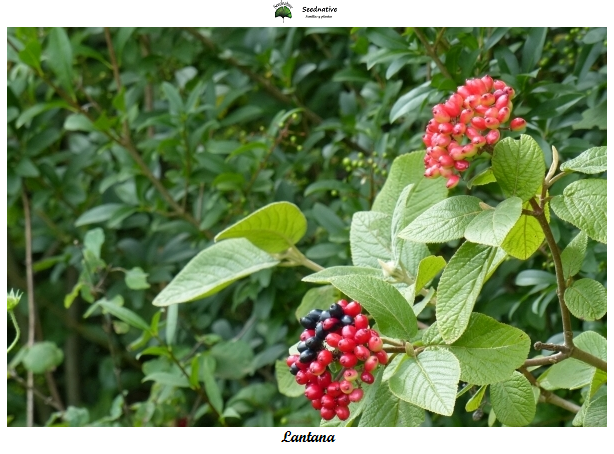 Lantana - Viburnum lantana - 50 semillas