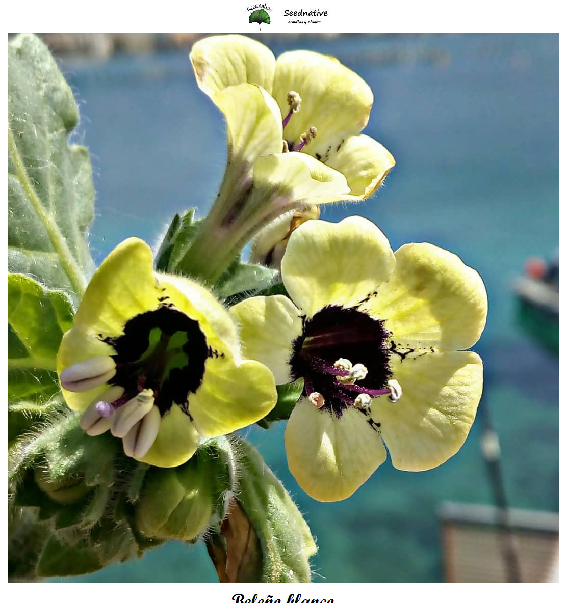 Hyoscyamus albus - Beleño blanco - 500 semillas -  White Henbane