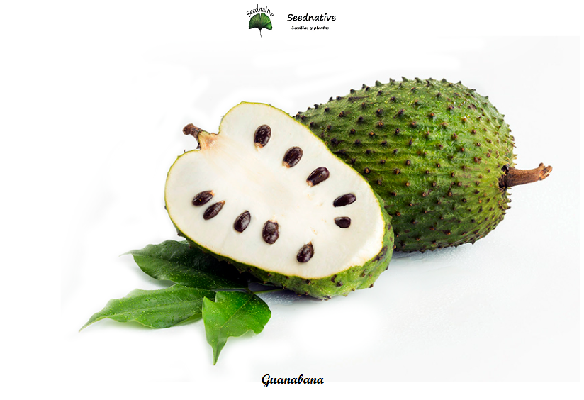 Annona muricata - Guanábana - 10 semillas 