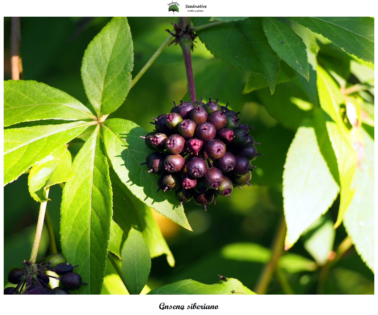 Eleutherococcus senticosus - Ginseng siberiano - 15 semillas