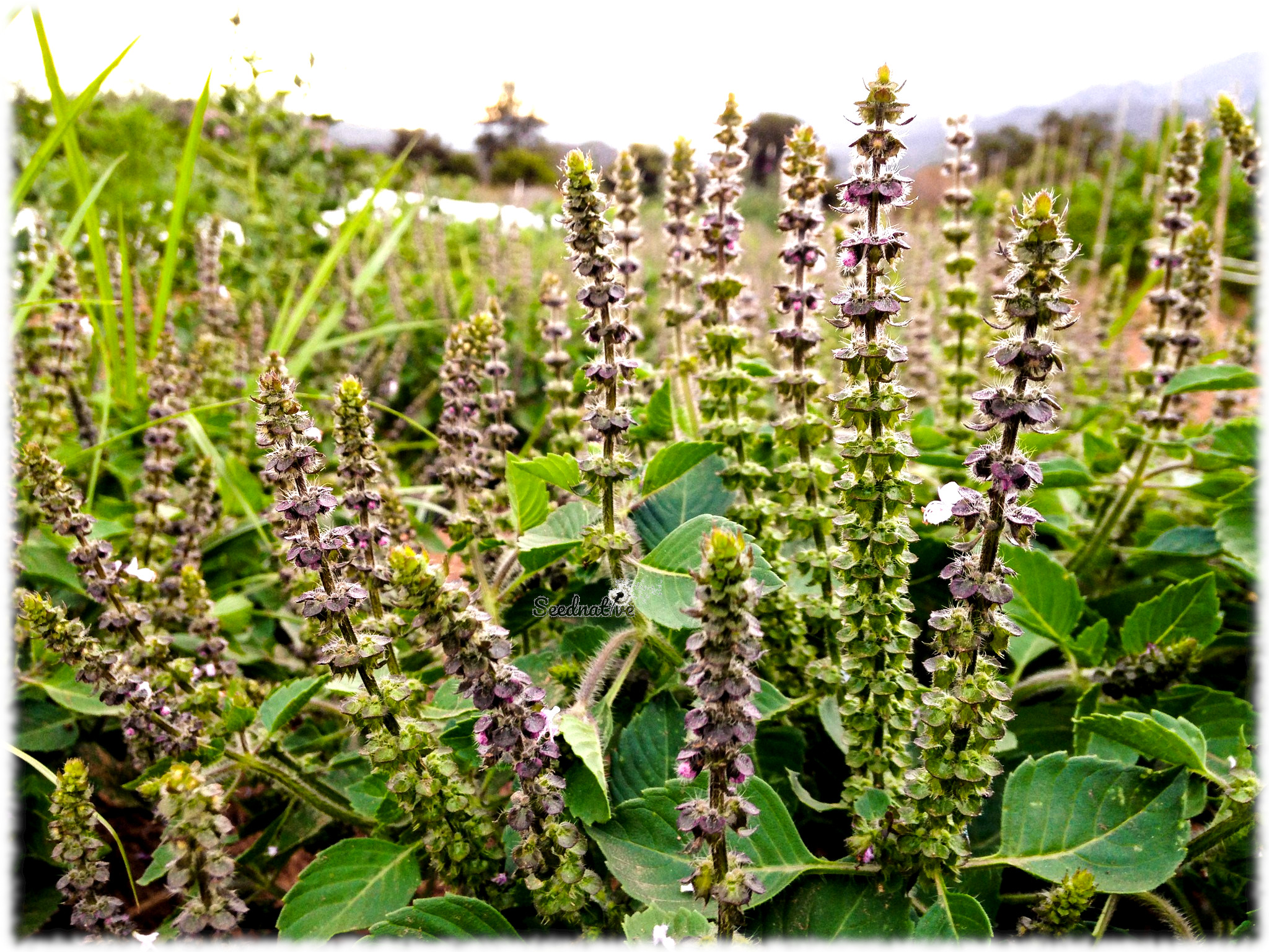 Ocimum sanctum - Tulsi - 300 semillas - Albahaca Sagrada