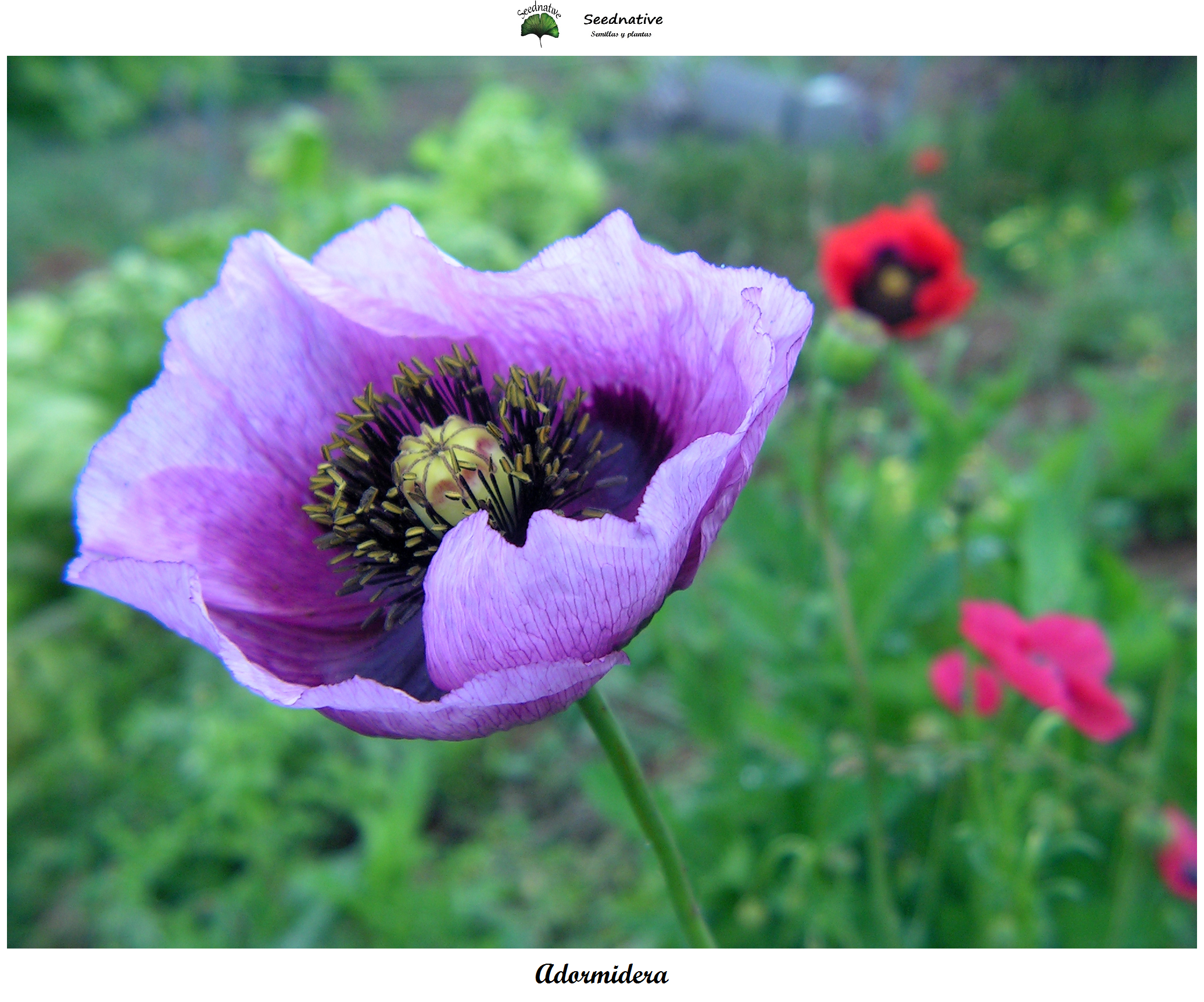 Papaver somniferum - Adormidera - 500 semillas