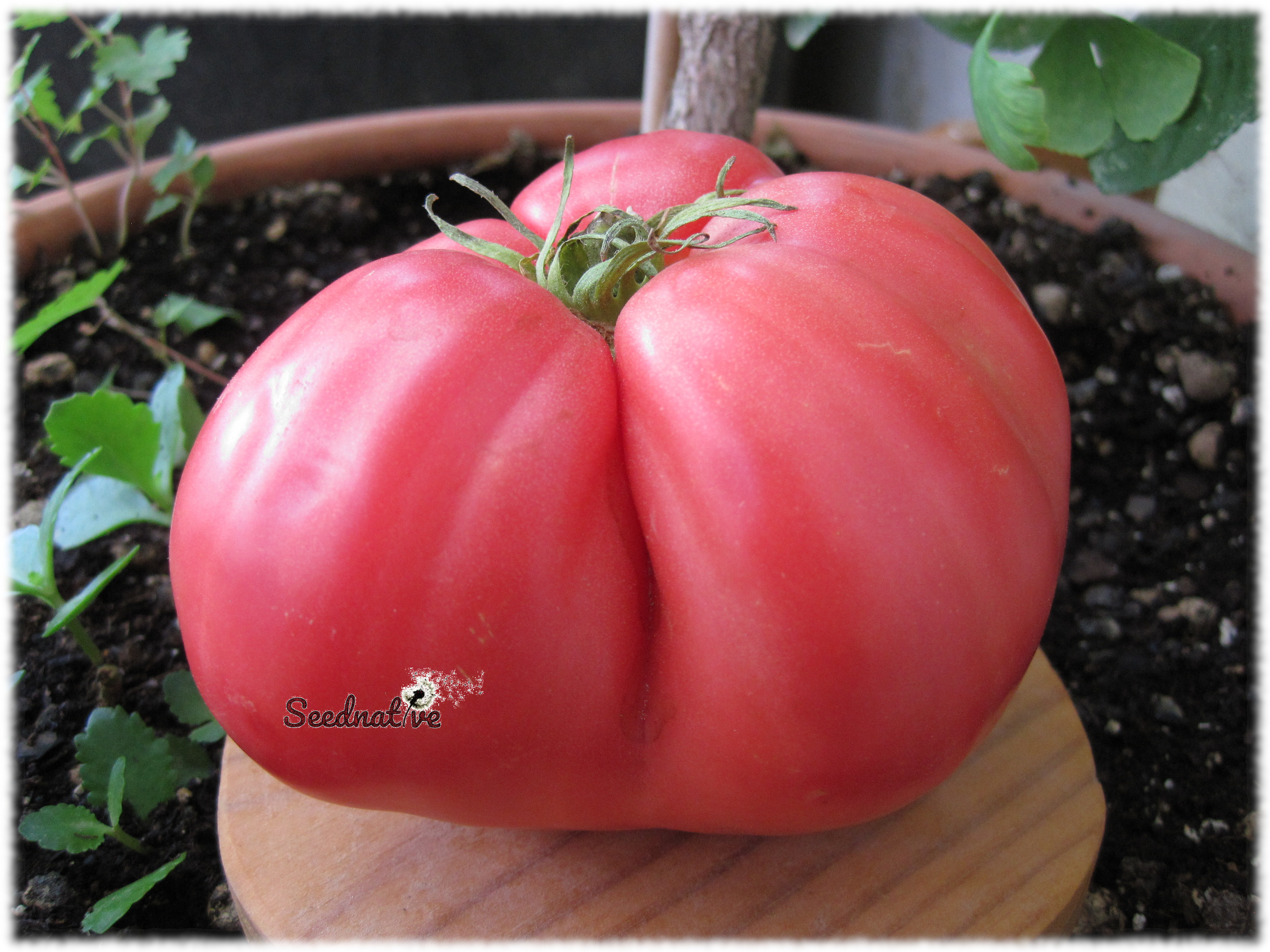 Tomate Huevo de Toro - 25 semillas - var. tomate antiguo