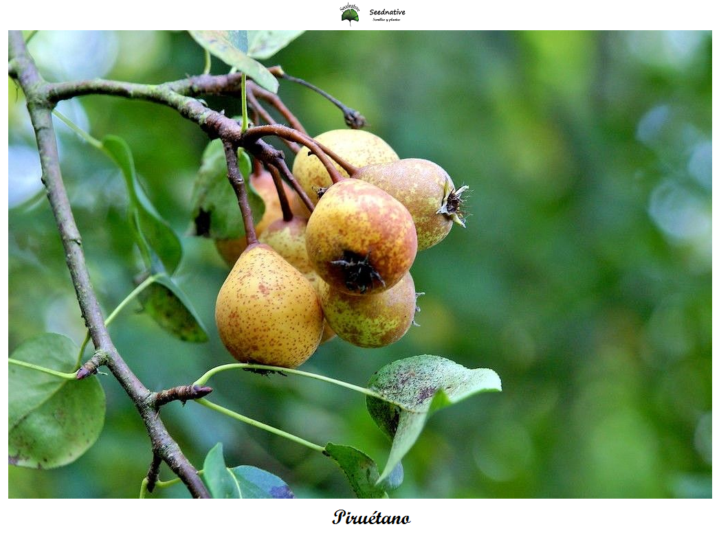 Pyrus bourgaeana - Piruétano - 30 semillas