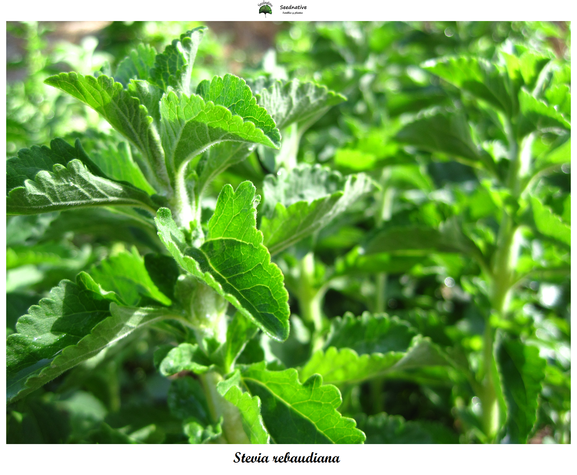 Stevia rebaudiana - Stevia - 1500 semillas - seeds