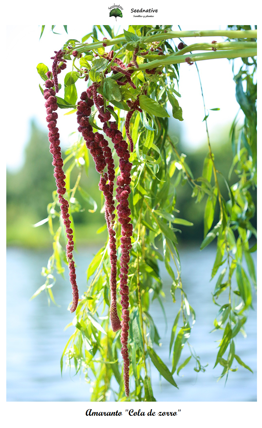 Amaranthus caudatus - Cola de zorro - 5000