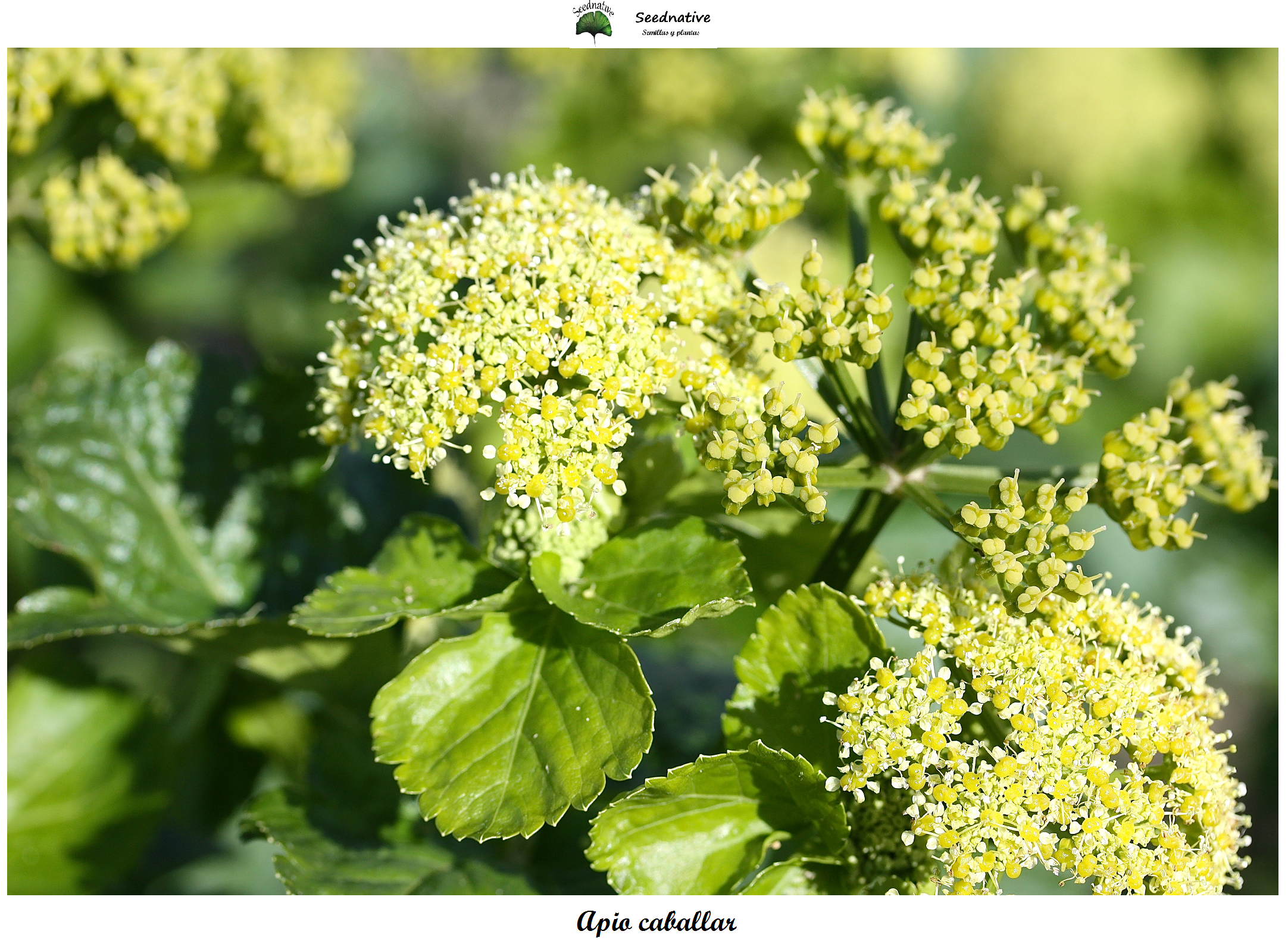 Smyrnium olusatrum - Apio caballar - 100 semillas