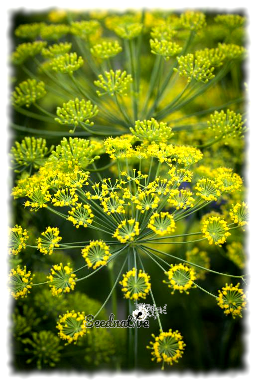 Anethum graveolens - Eneldo - 3000 semillas