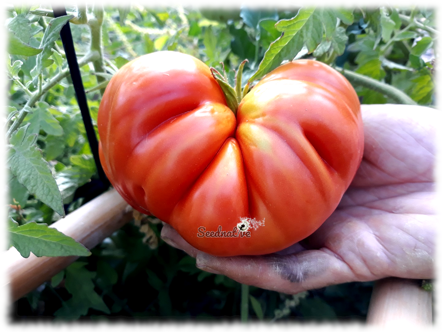 Tomate De caña andaluz - 30 semillas 