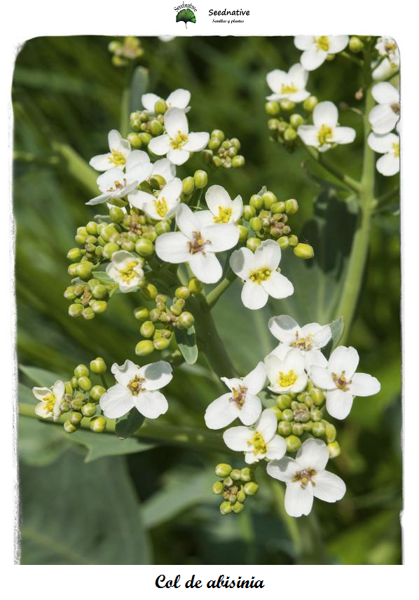 Crambe abyssinica - Col de abessinia - 50 semillas