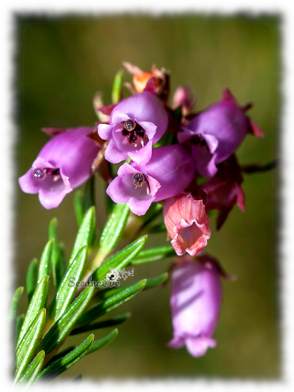 Erica terminalis - Brecina - 3000 semillas - Corsican heath