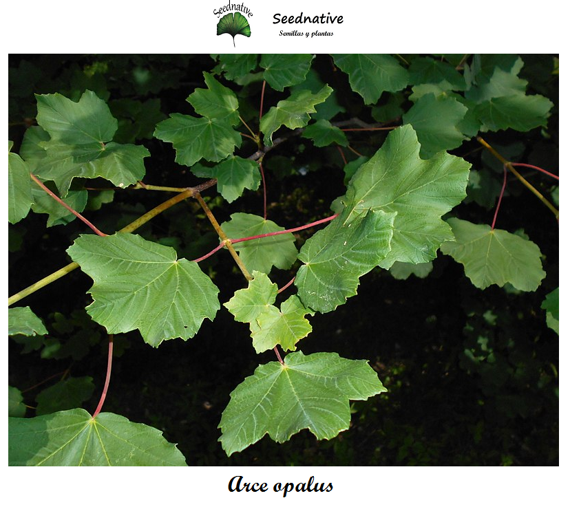 Acer opalus - Arce opalus - 50 semillas - Italian maple