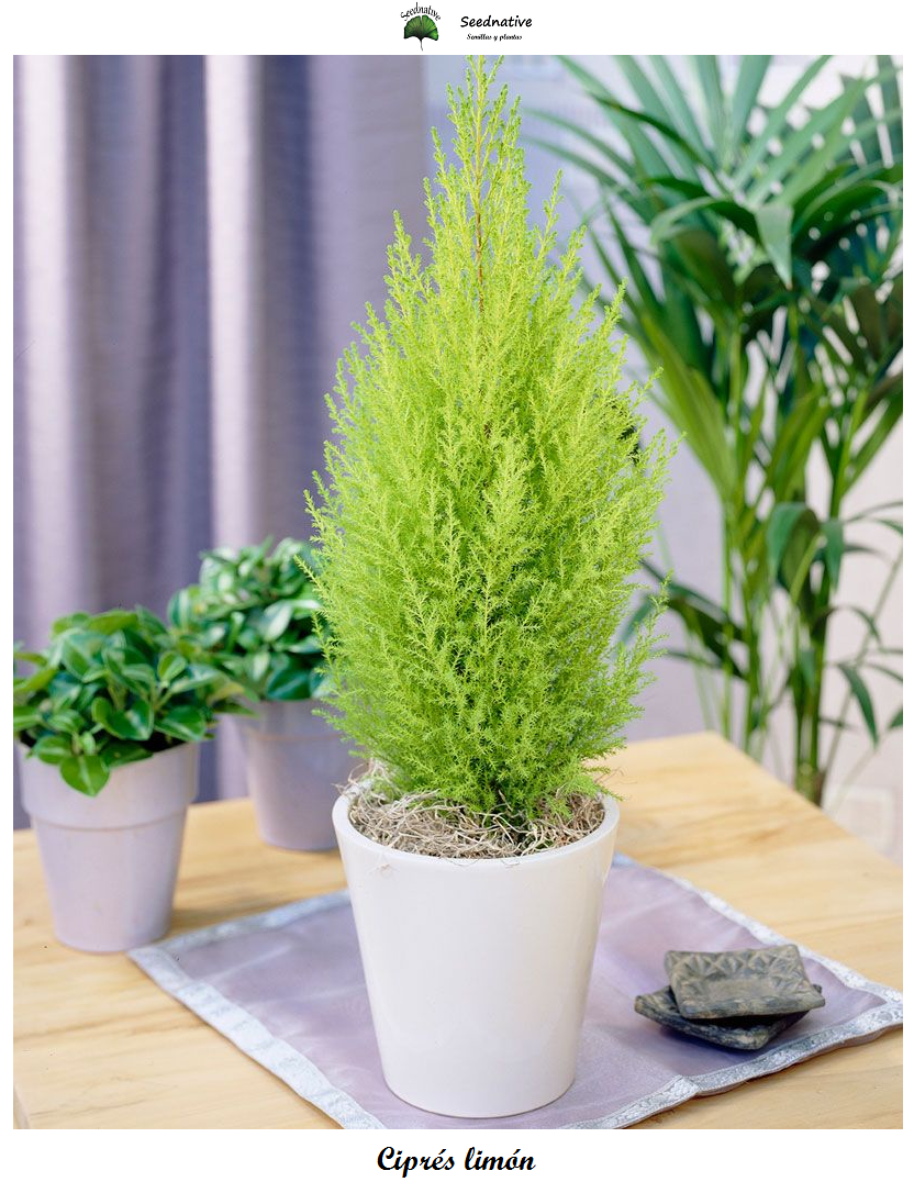 Cupressus macrocarpa - Ciprés limón - 50 semillas