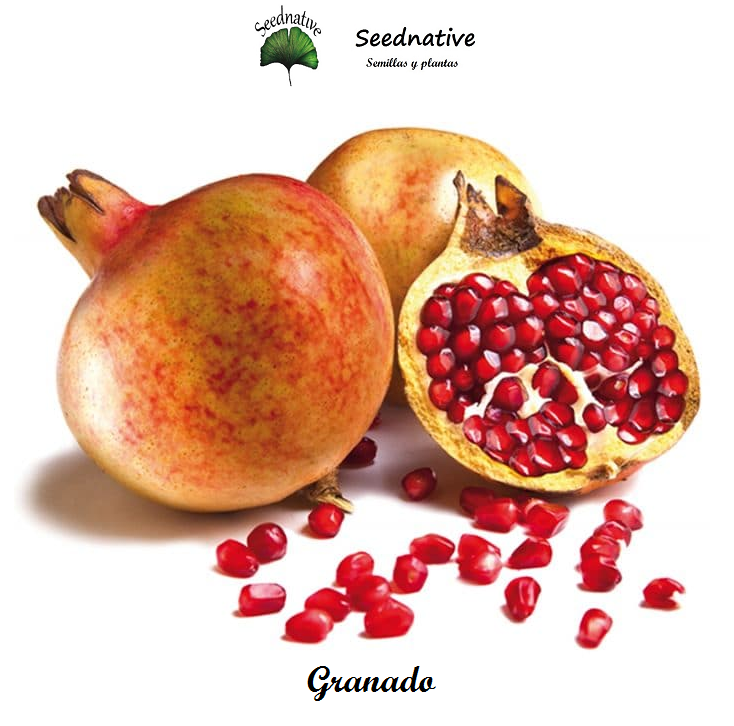 Punica granatum - Granado - 50 semillas - Pomegranate