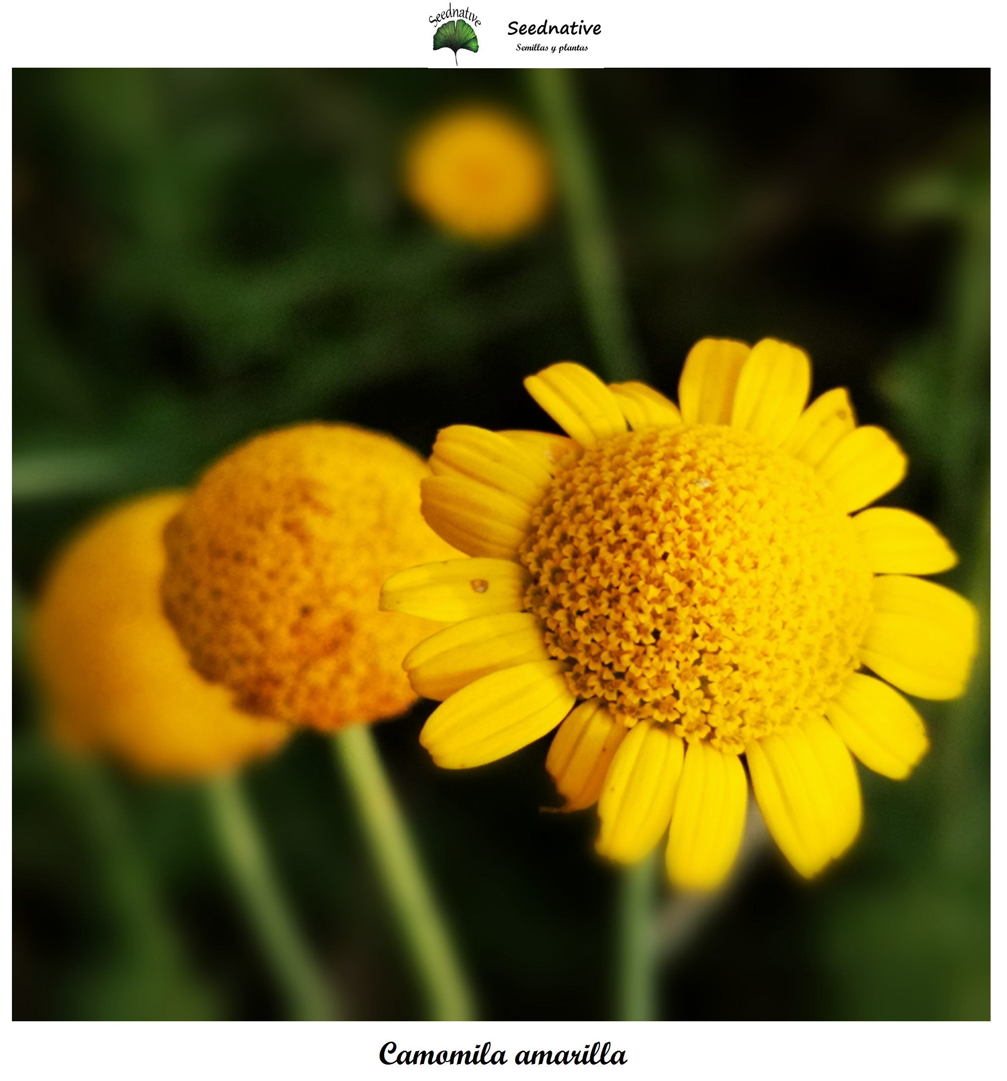 Anthemis tinctoria - Camomila amarilla - 500 semillas