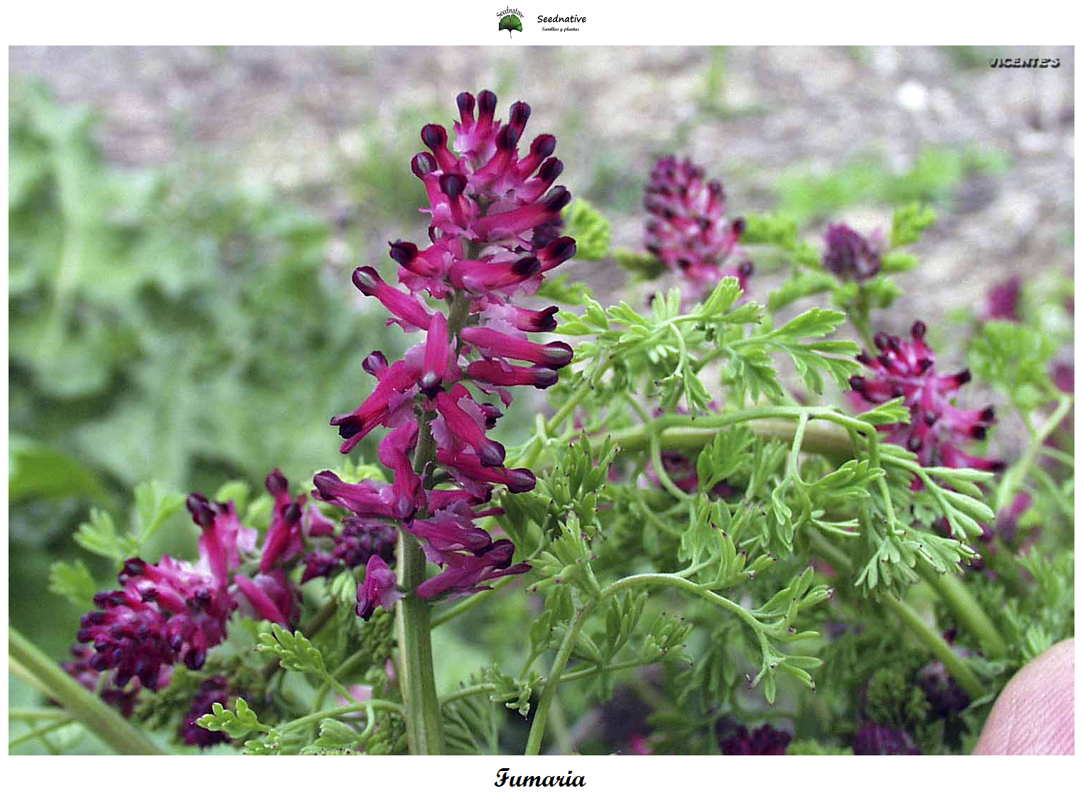 Fumaria - Fumaria officinalis - 100 semillas