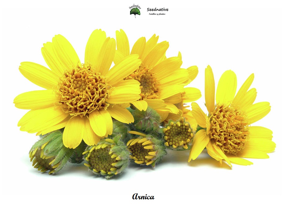 Arnica montana - Arnica - 30 semillas