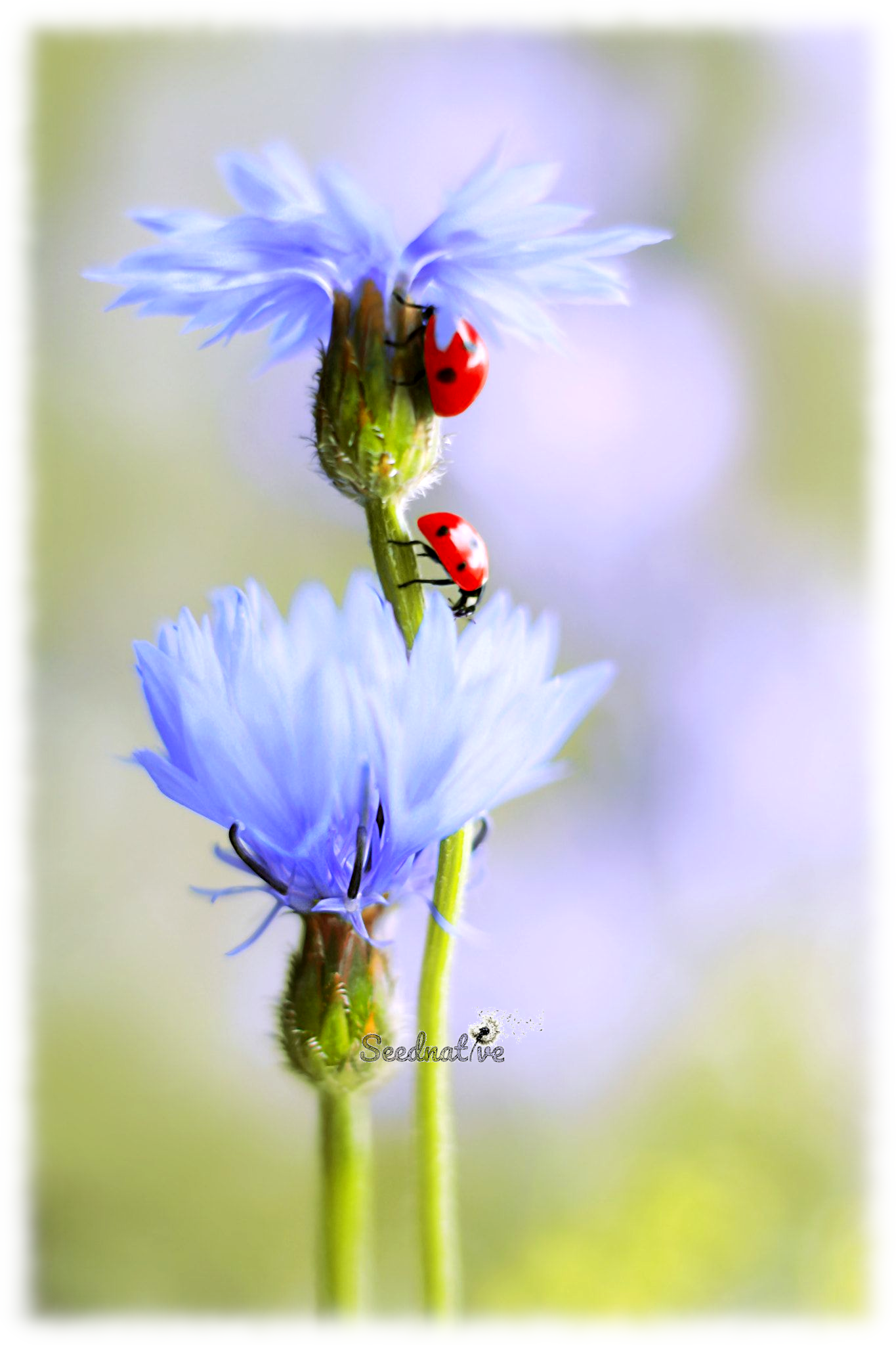 Centaurea cyanus - Aciano - 300 semillas