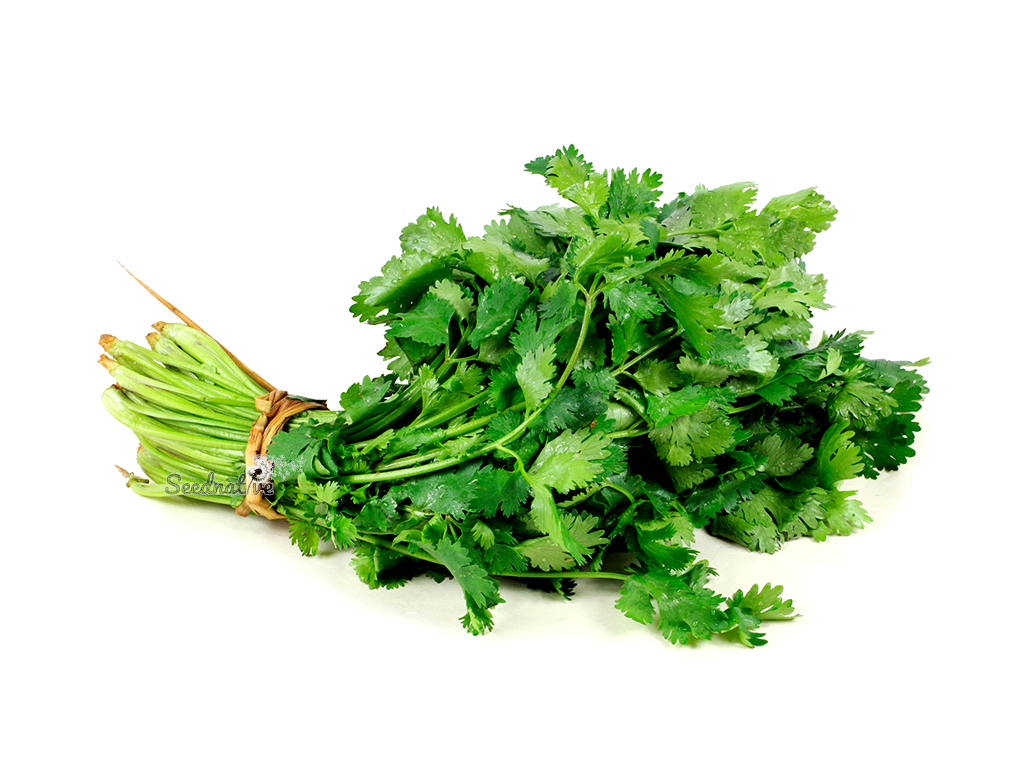 Coriandrum sativum - Cilantro - 500 semillas - Coriander