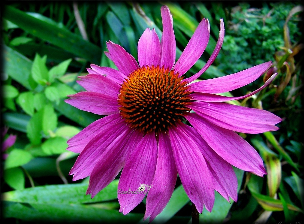 Echinacea angustifolia - Equinacea de hoja estrecha - 100 semillas