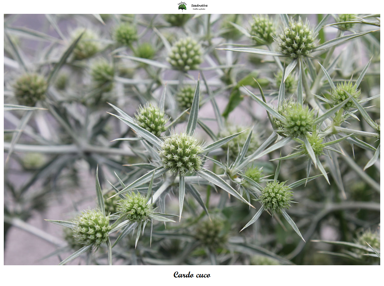 Eryngium campestre - Cardo cuco - 100 semillas