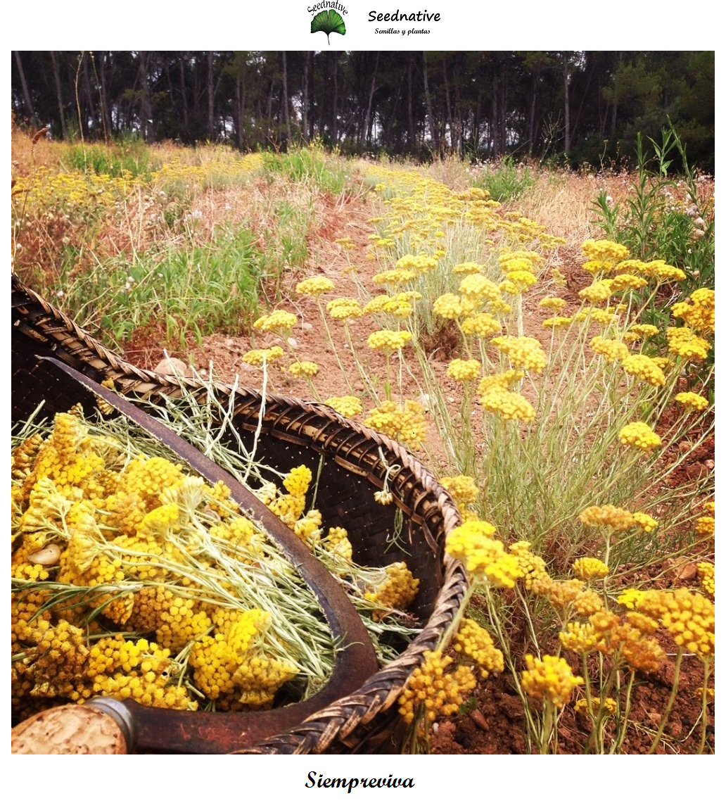 Helichrysum stoechas - Siempreviva - 100 semillas - Everlasting