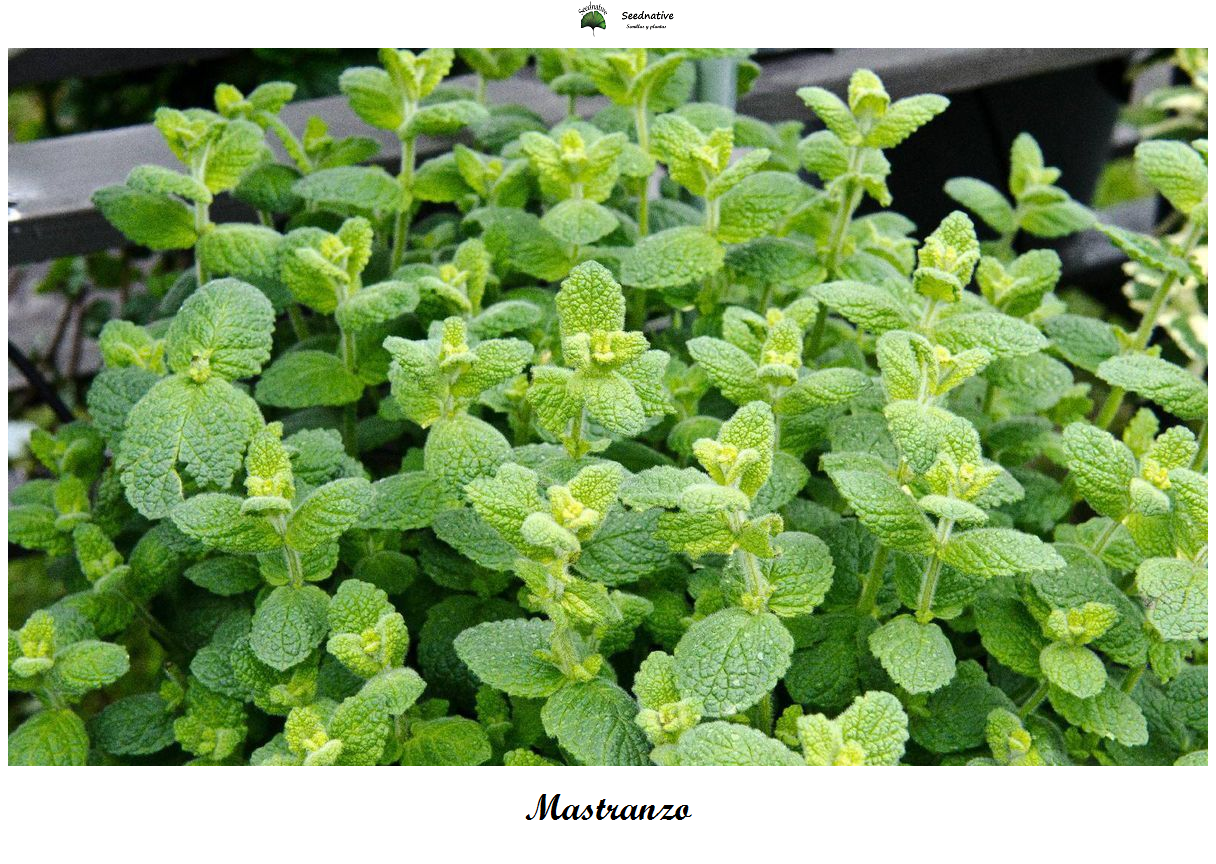 Mentha rotundifolia - Mastranzo - 5000 semillas