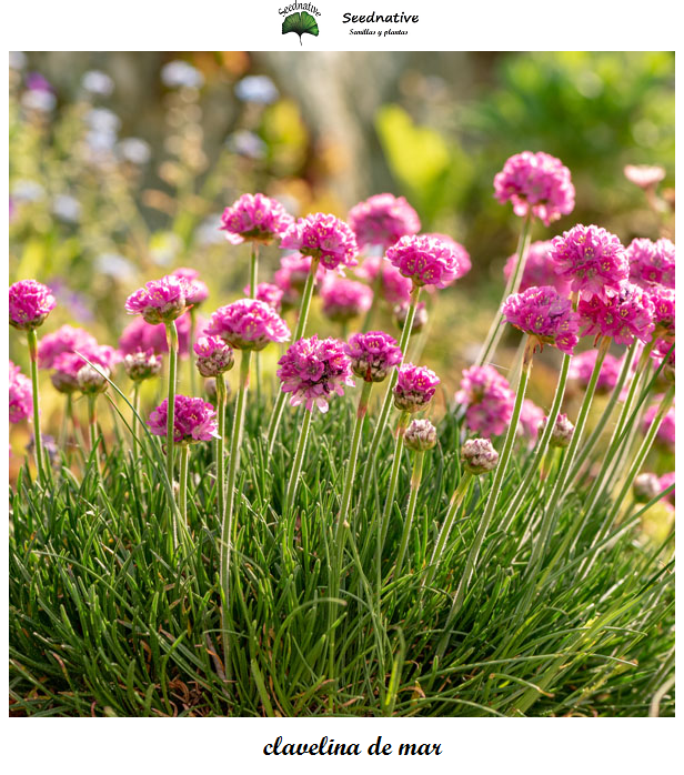 Armeria maritima - Clavelina de mar - 50 semillas