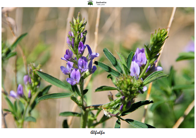 Medicago sativa - Alfalfa - 5000 semillas