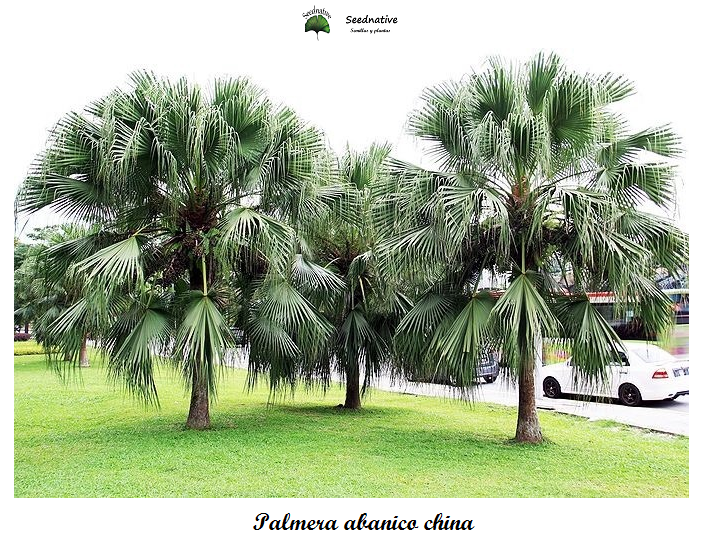 Livistona chinensis - Palmera abanico china - 15 semillas