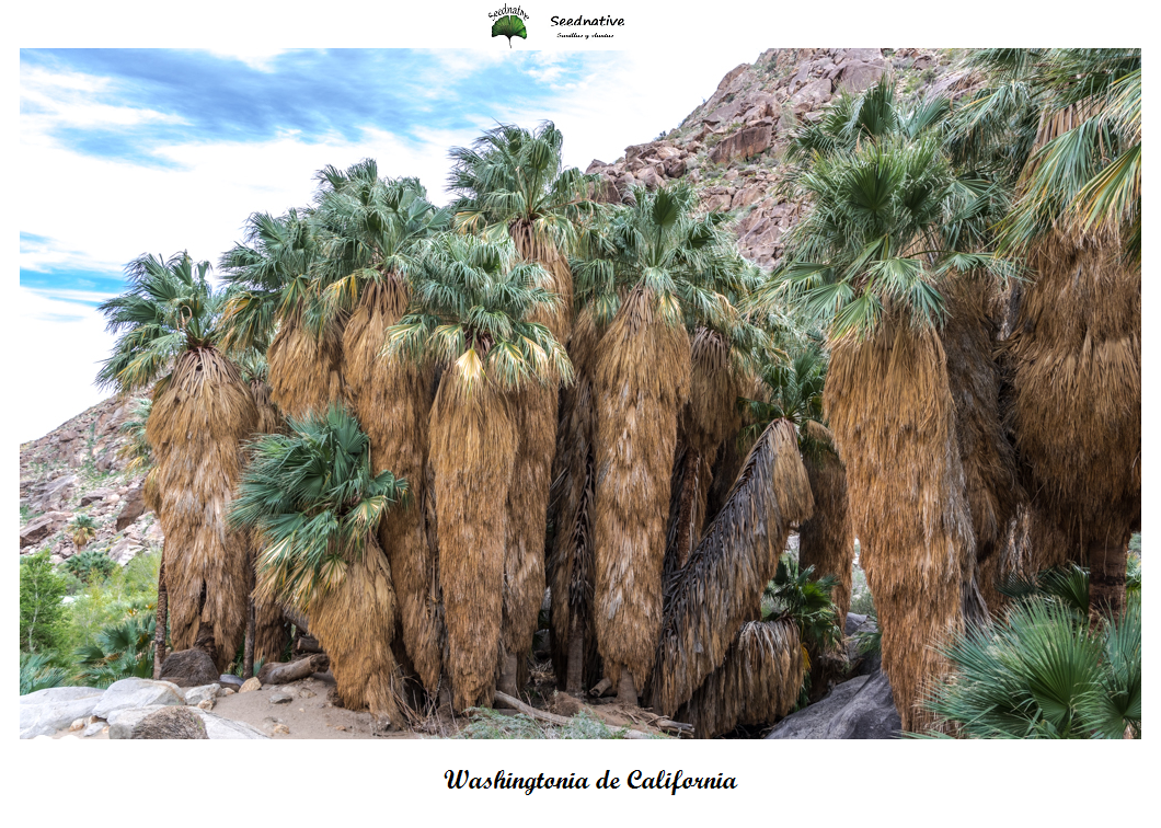 Washingtonia filifera - Washingtonia de California - 15 semillas