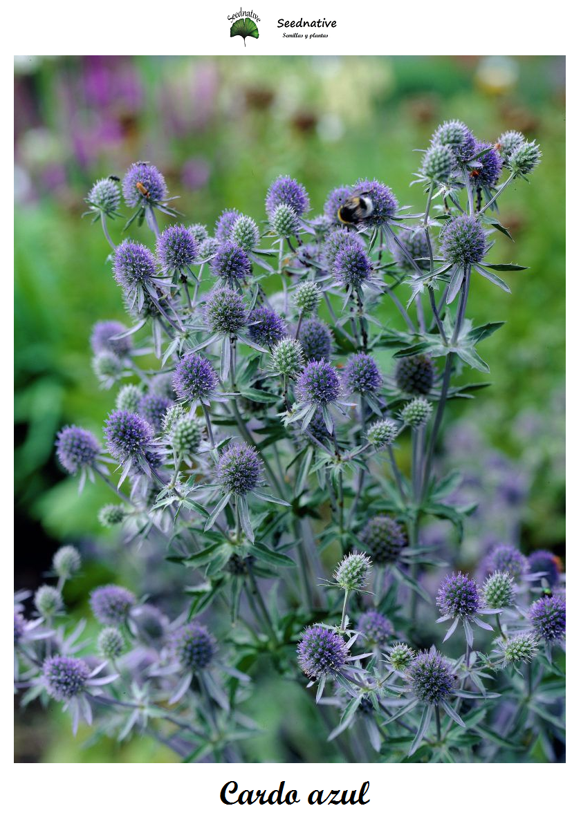 Eryngium planum - Cardo azul - 50 semillas