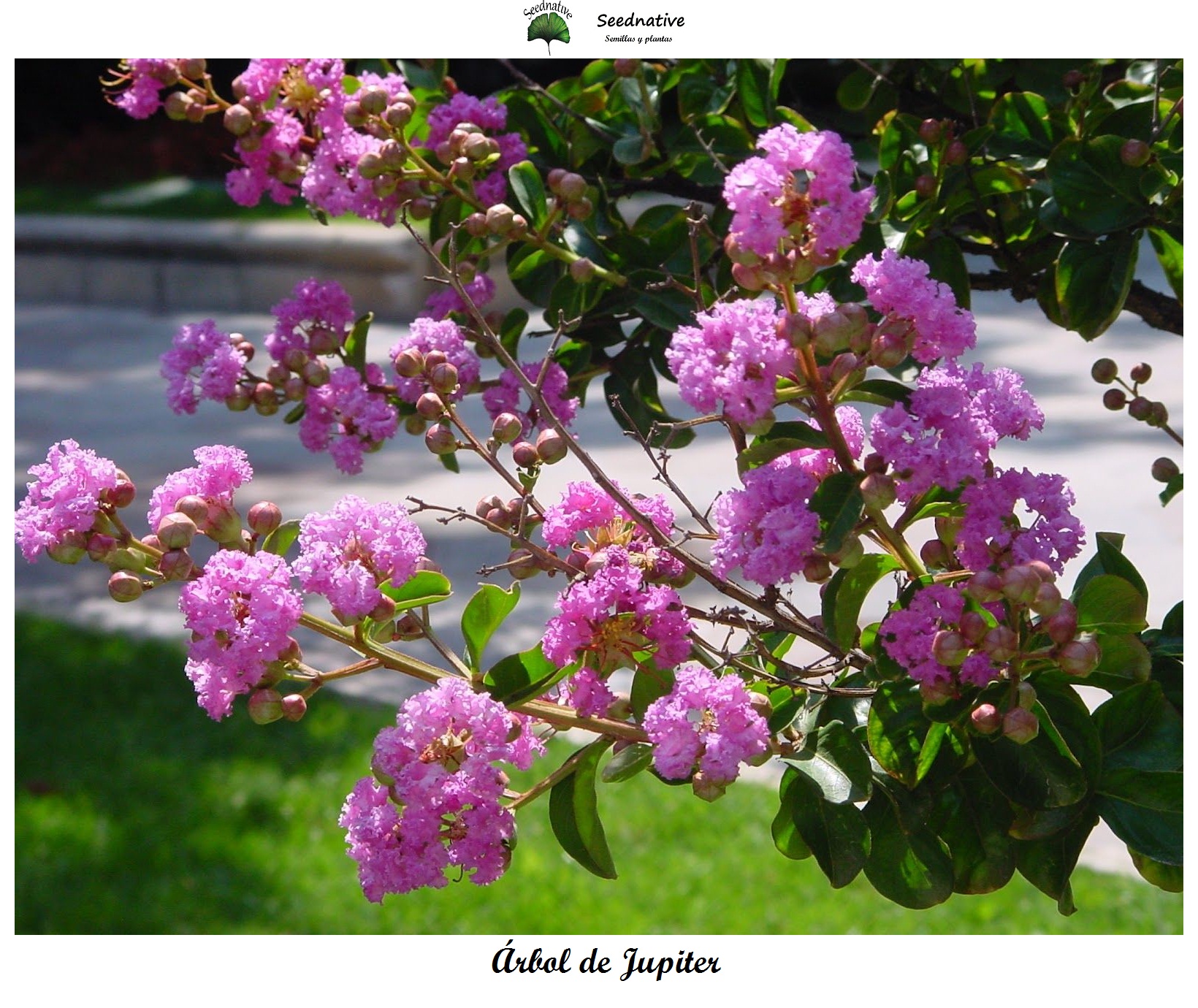 Lagerstroemia indica - Árbol de Jupiter - 100 semillas