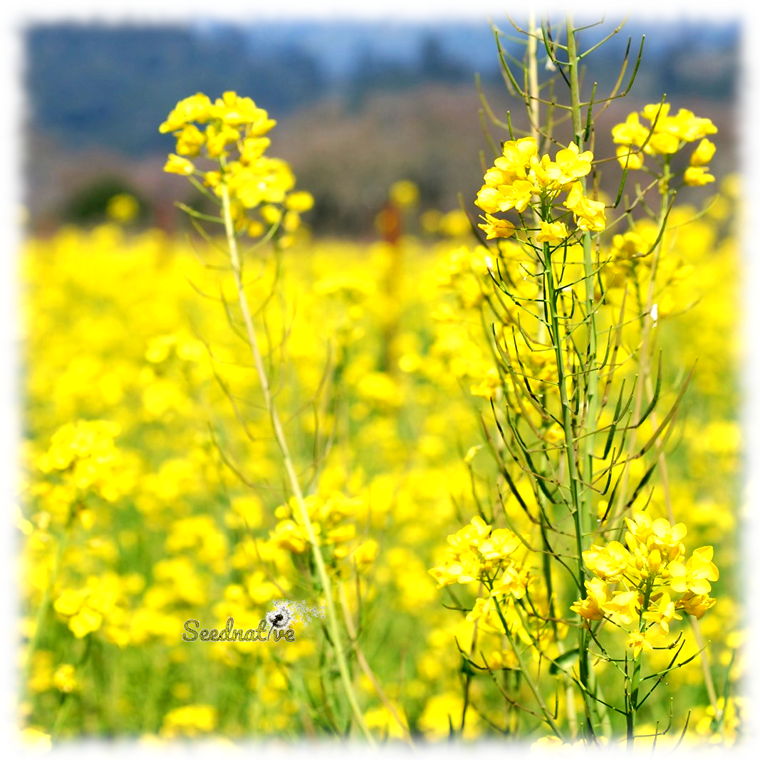 Brassica nigra - Mostaza negra - 300 semillas