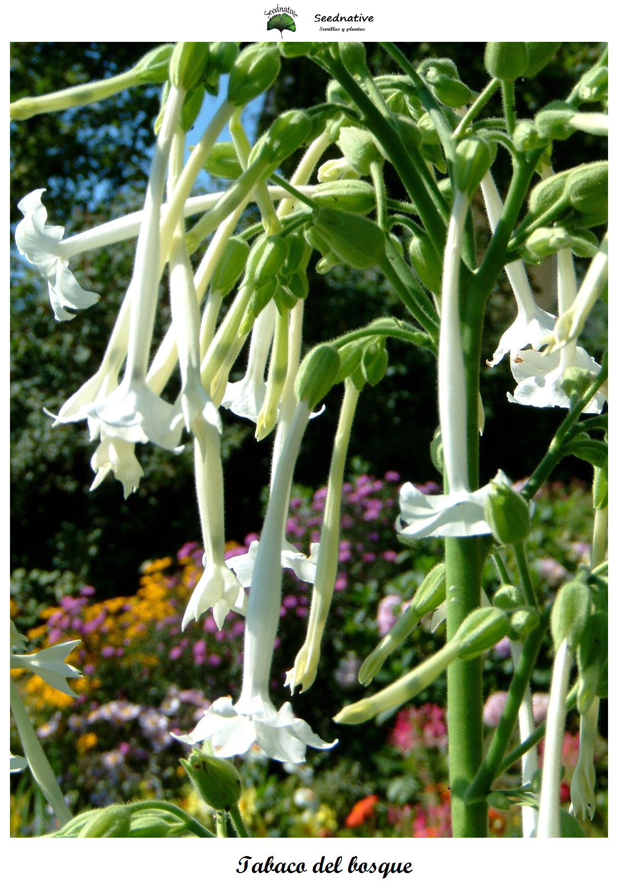 Nicotiana sylvestris - Tabaco del bosque - 500 semillas