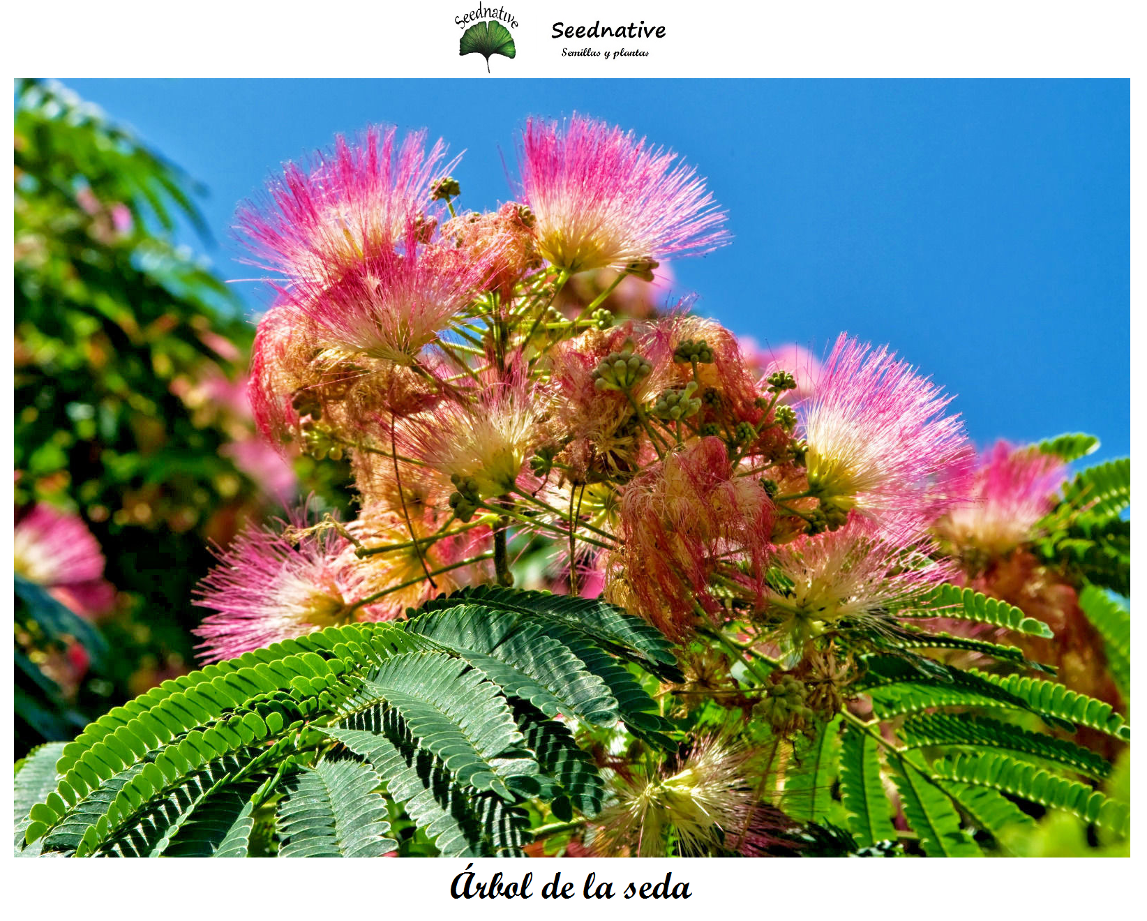 Albizia julibrissin - Árbol de la seda - 100 semillas