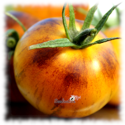 Tomate Edith bernhard - Var. Especial - 15 semillas