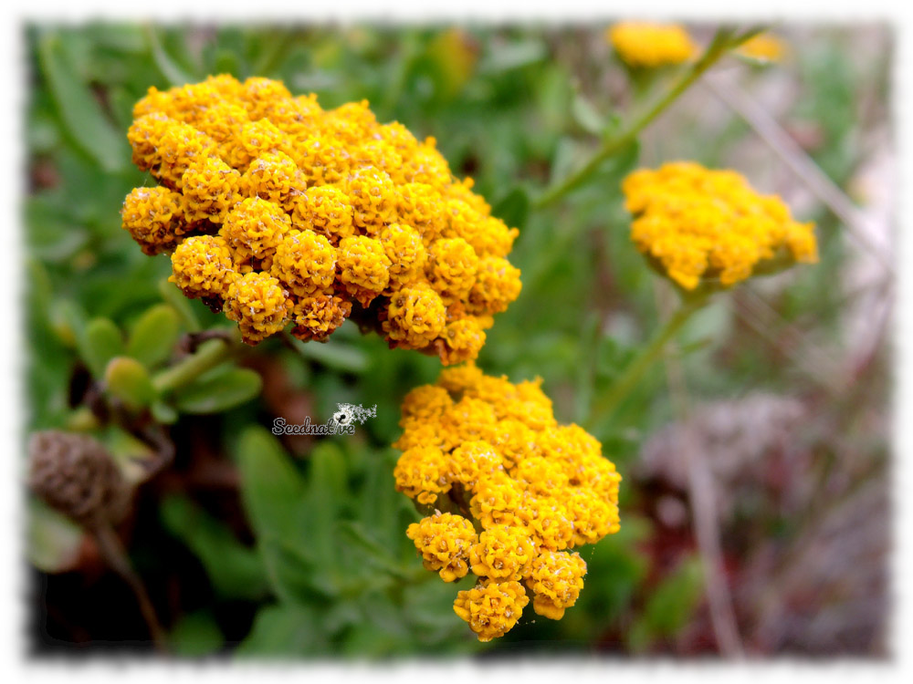 Achillea ageratum - Hierba Julia - 500 semillas - seeds