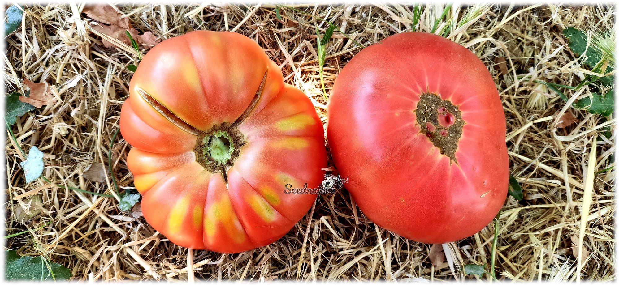 Tomate Brandywine Rosa - 15 semillas - var. tomate antiguo 