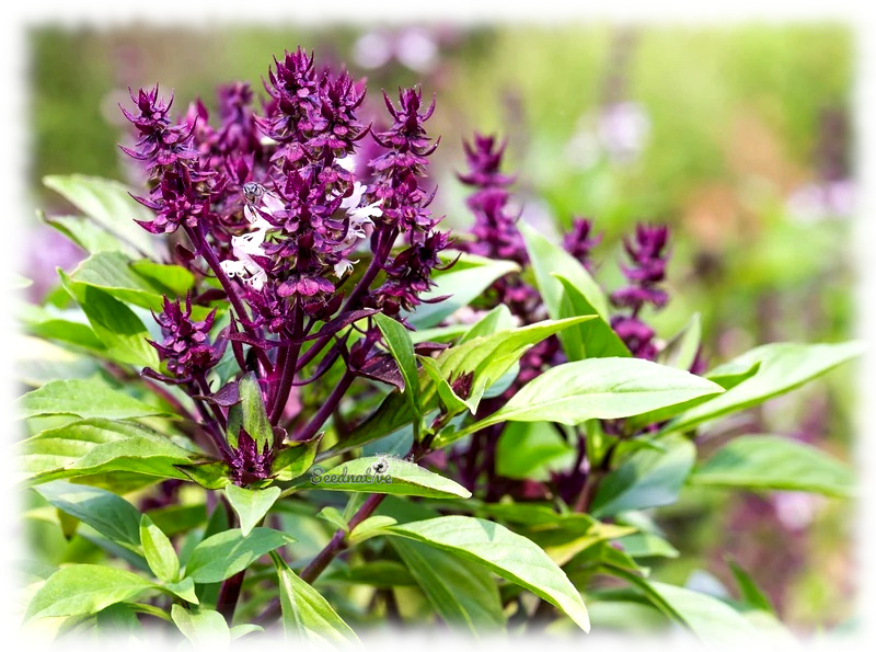 Ocimum basillicum - Albahaca Thai siam Queen - 500 semillas 