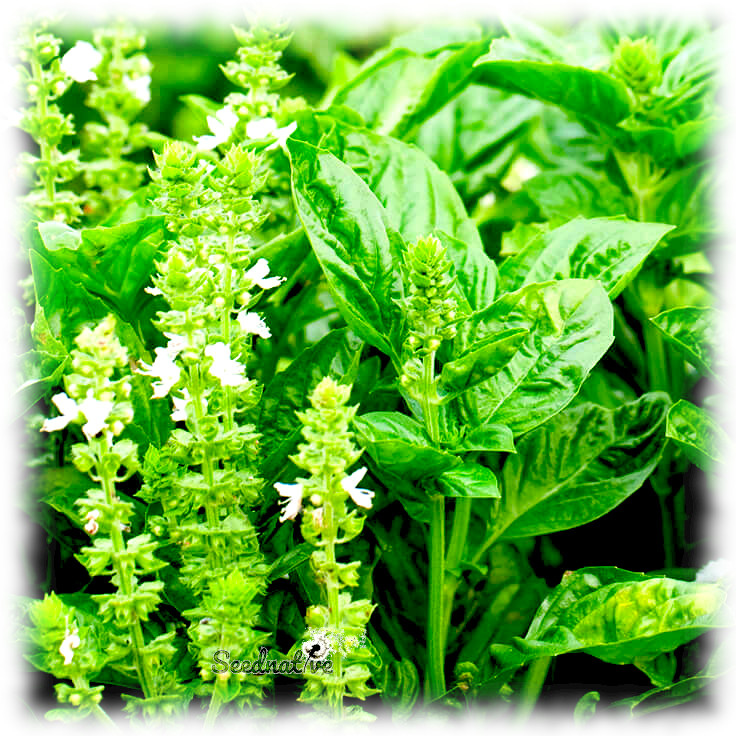 Ocimum basillicum - Albahaca Limón - 1000 semillas - Seeds