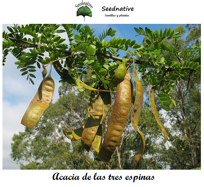 Gleditsia triacanthos - Acacia de las tres espinas - 50 semillas - Honey Locust