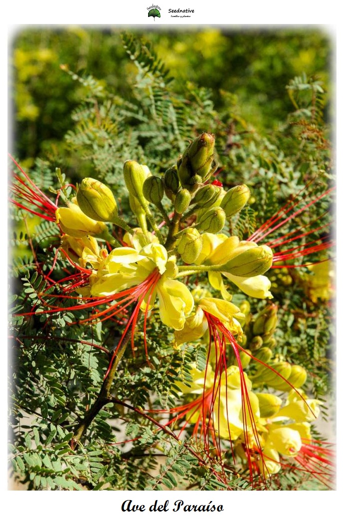 Caesalpinia gilliesii - Ave del paraíso - 25 semillas - Bird of Paradise