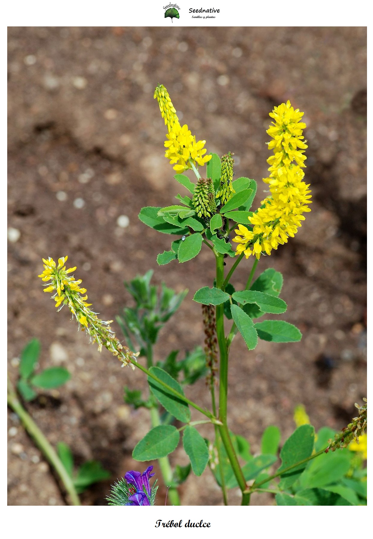 Melilotus officinalis - Trebol dulce - 10000 semillas