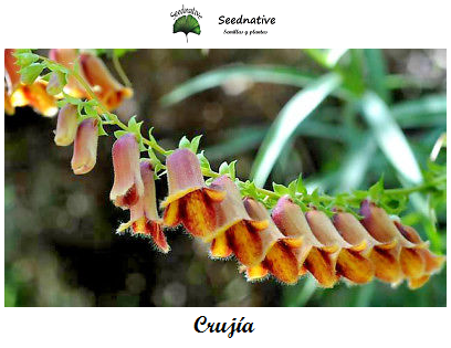 Digitalis obscura - Crujía - 500 semillas