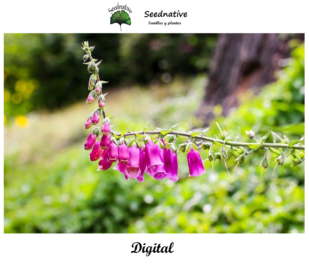 Digitalis purpurea - Digital - 10000 semillas - Foxglove