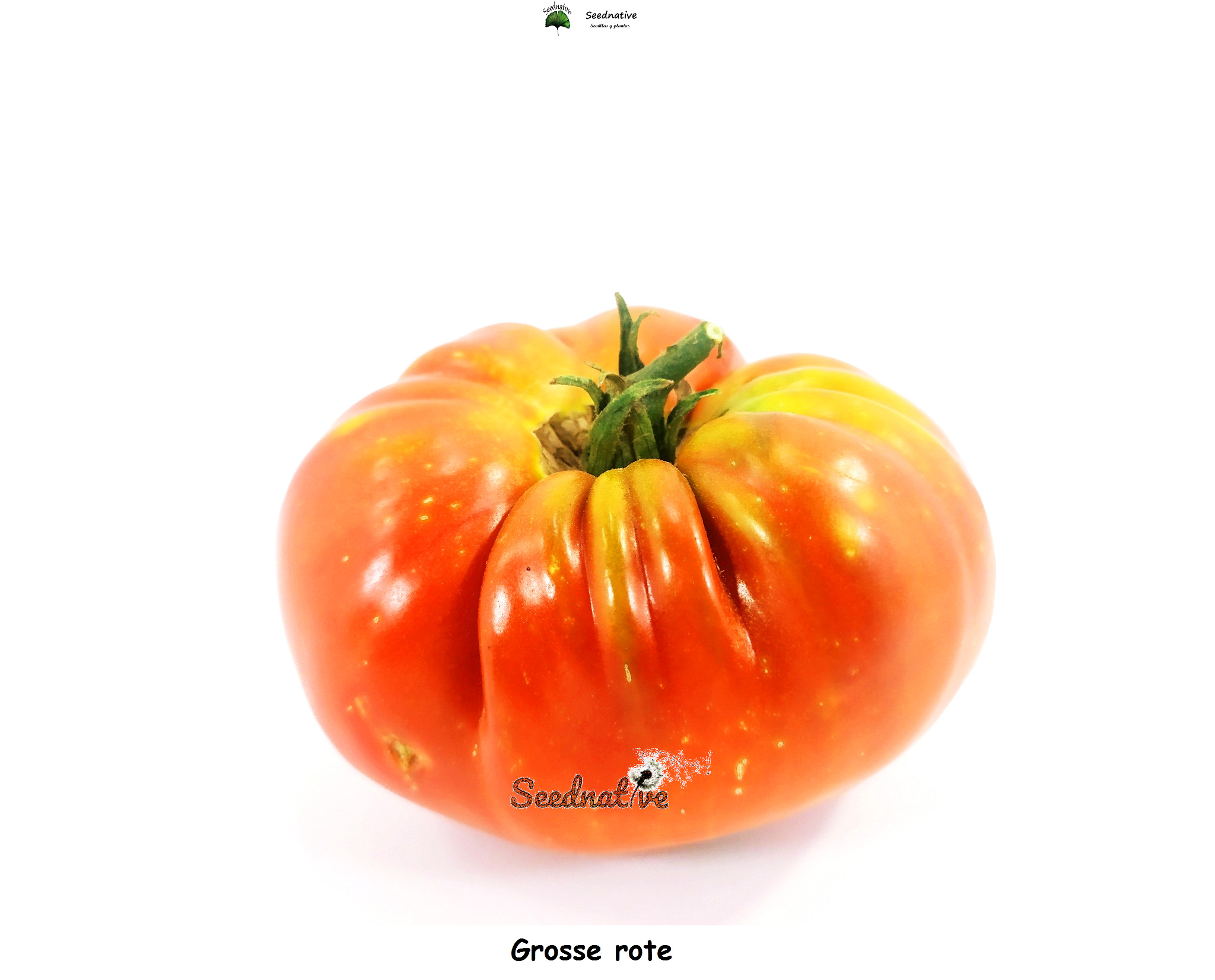 Tomate Grosse rote - 25 semillas 