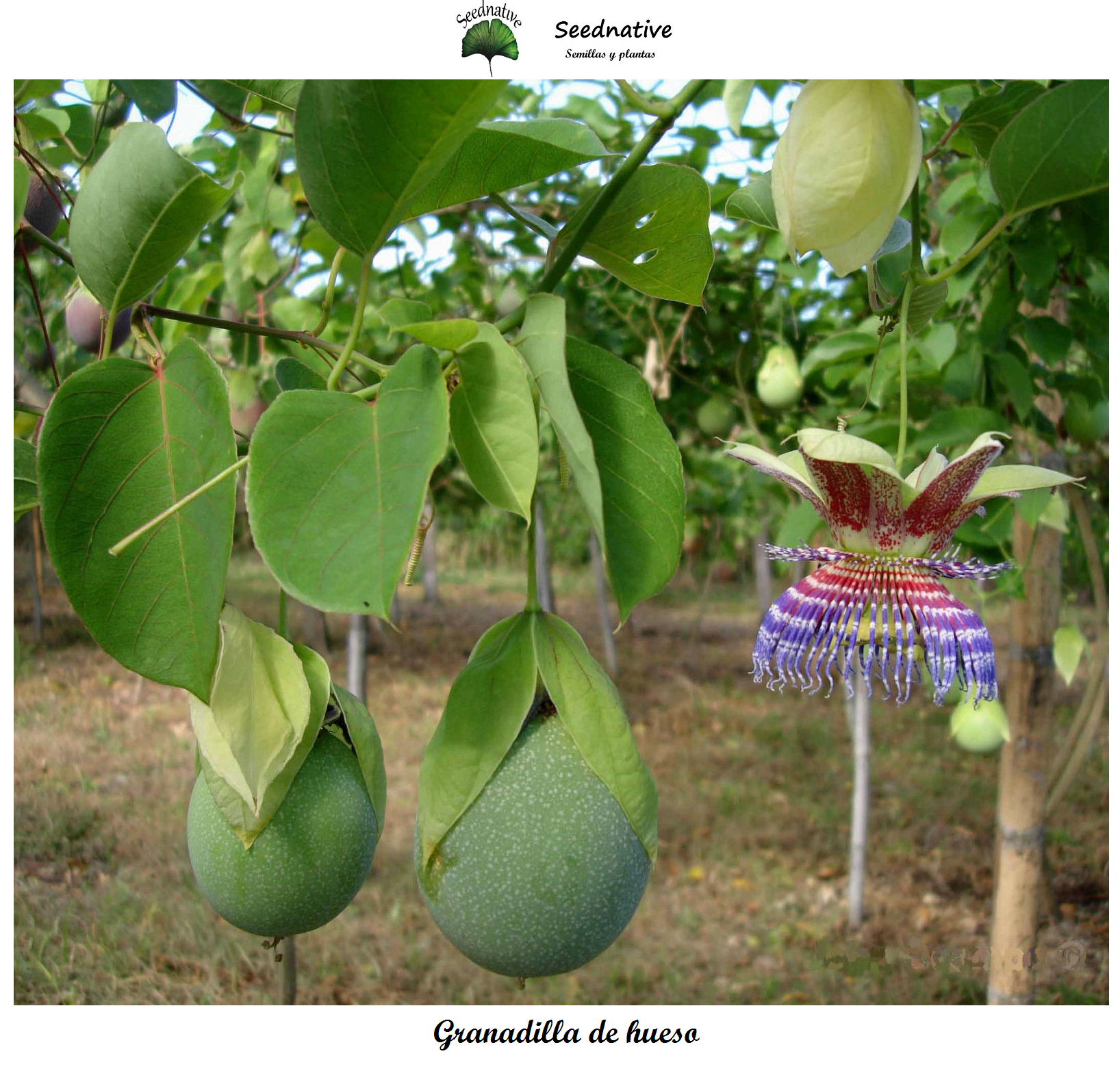 Passiflora maliformis - Granadilla de hueso - 10 semillas - Sweet Calabash