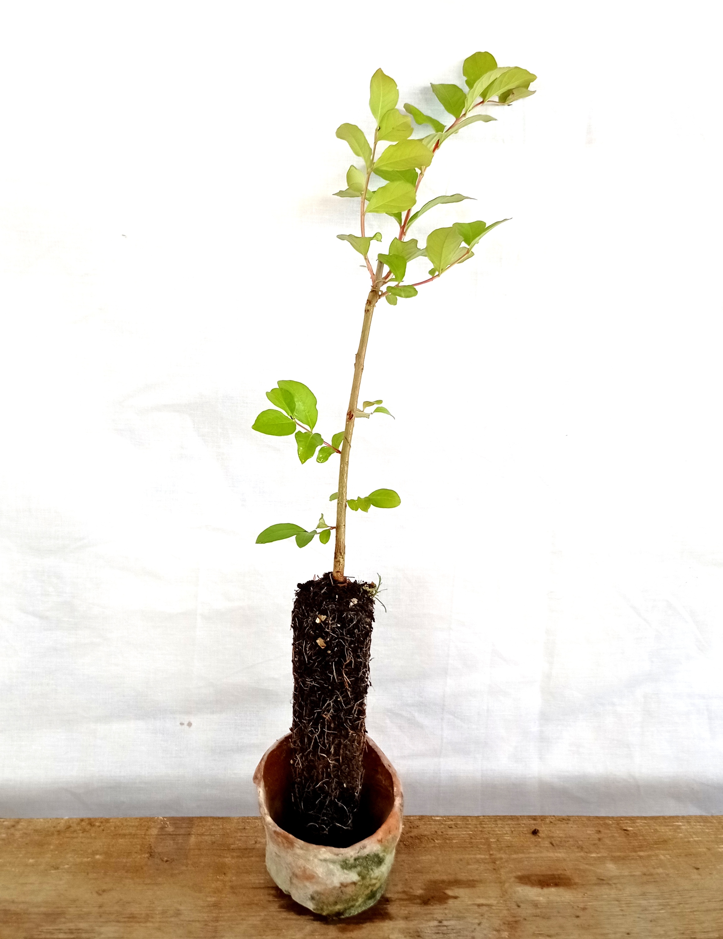 Planta de Lagerstroemia indica - Árbol de Jupiter - 2 años