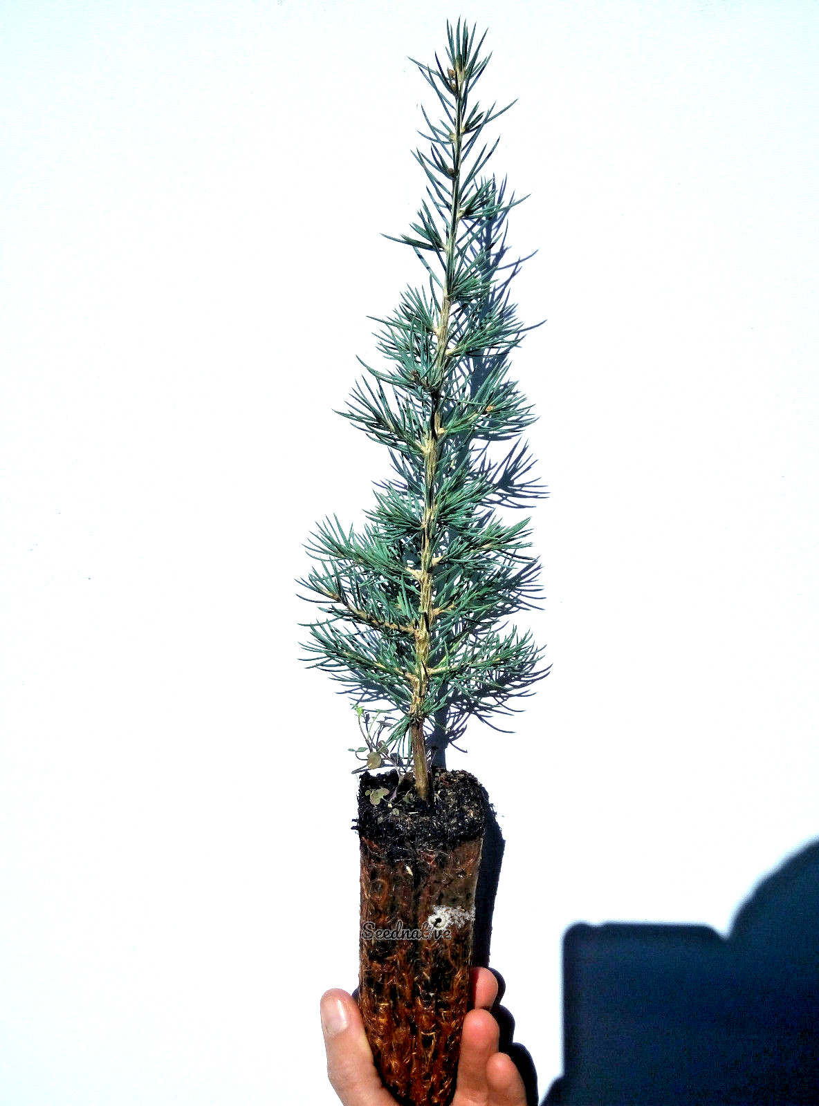 Planta de Cedro del Líbano - Cedrus libani - 2 Años 